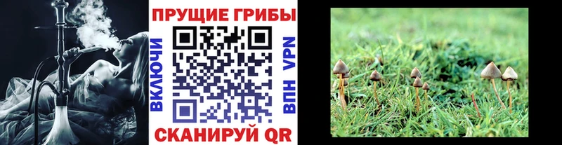 Галлюциногенные грибы прущие грибы  Сураж 
